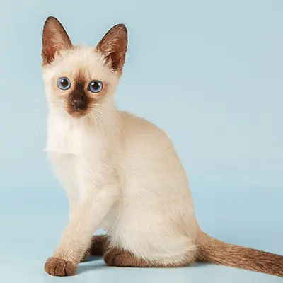 Fun Facts About Siamese Cats | Hobe Sound Veterinary Clinic